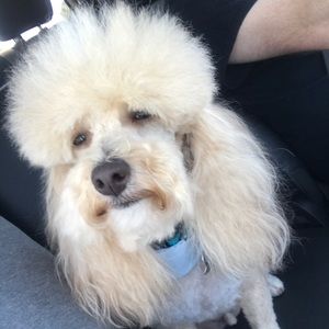 Meet your Posher, Sallie